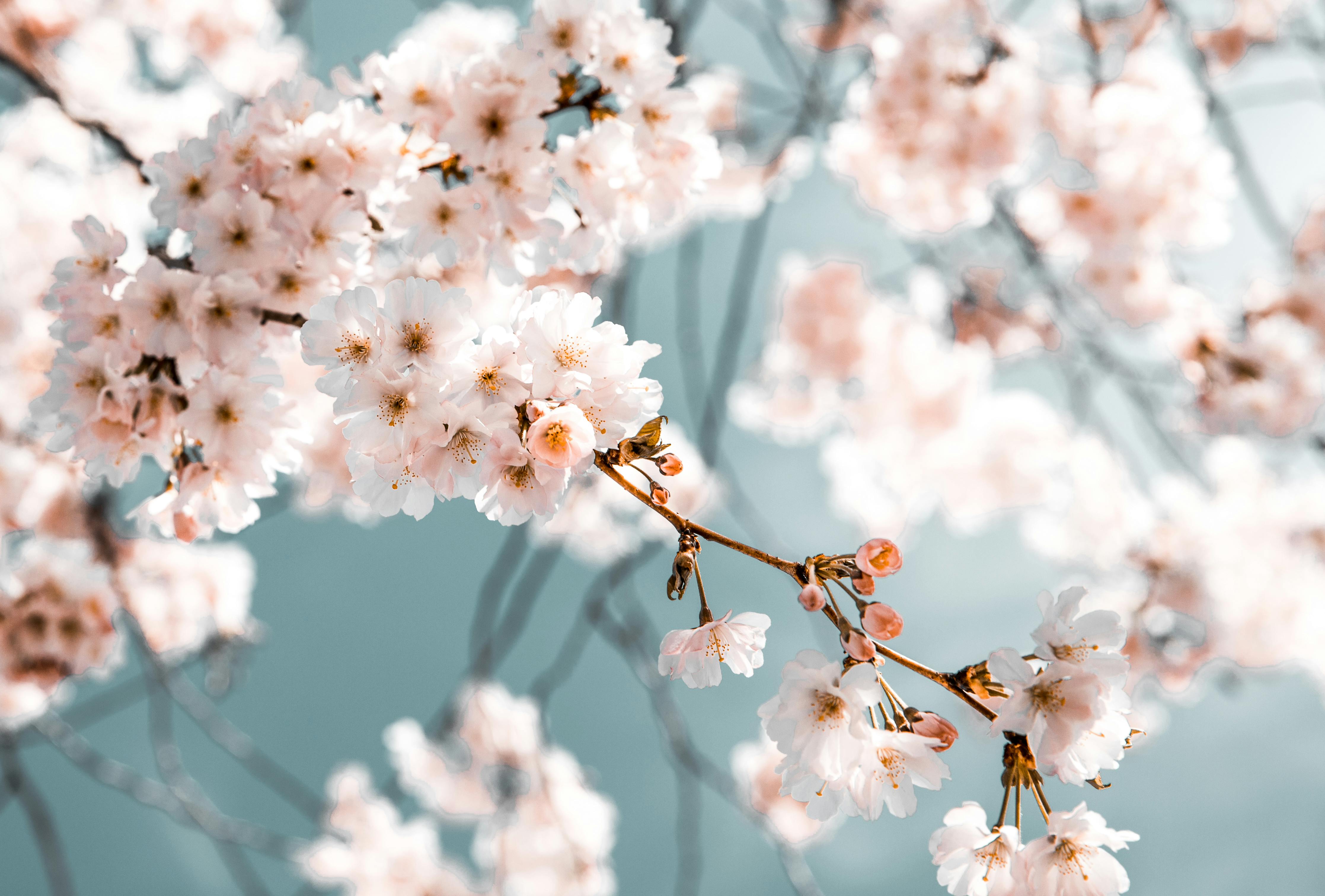 Lente